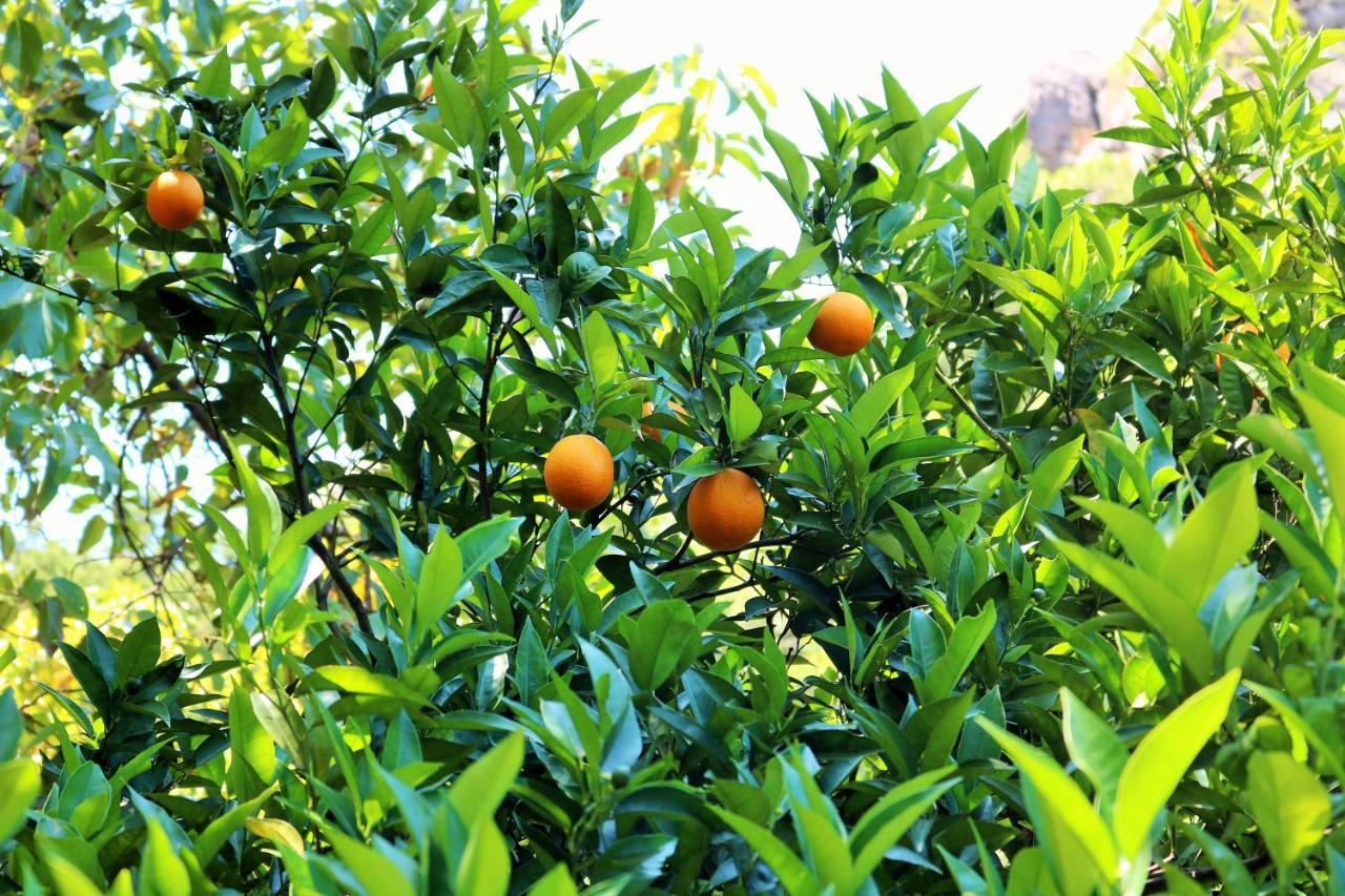 Simge Pension Çıralı Exterior foto